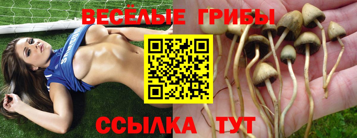 Псилоцибиновые грибы Psilocybine cubensis Саянск